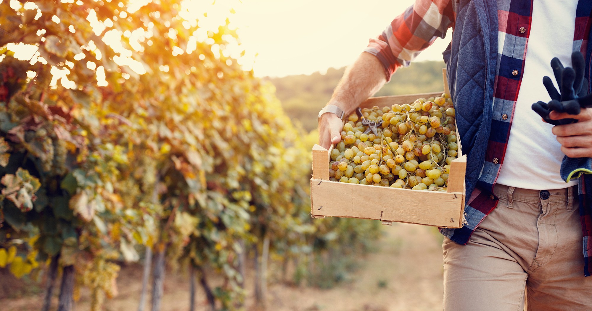 Man carrying box of freshly-picked white grapes