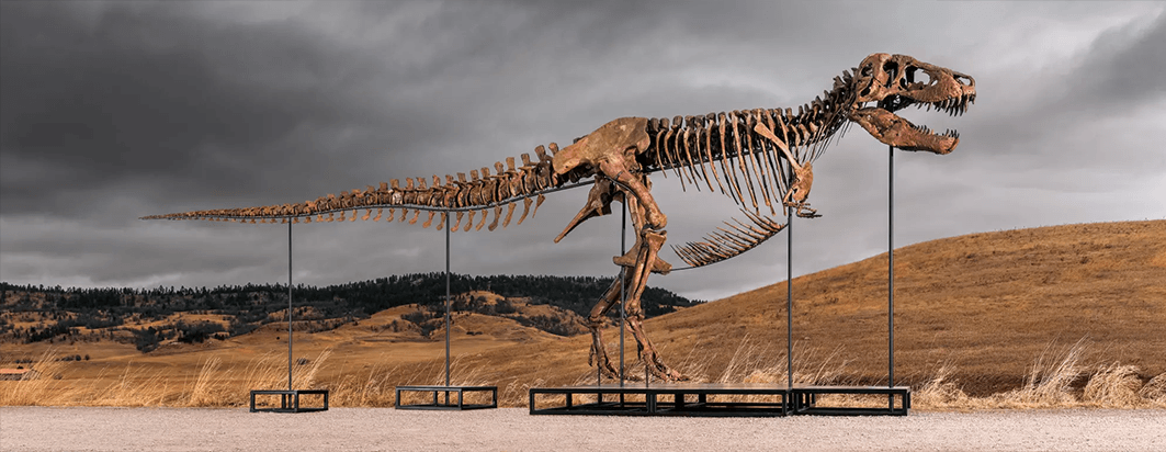 Tyrannosaurus rex ('Gus'), Late Cretaceous, Sotheby'