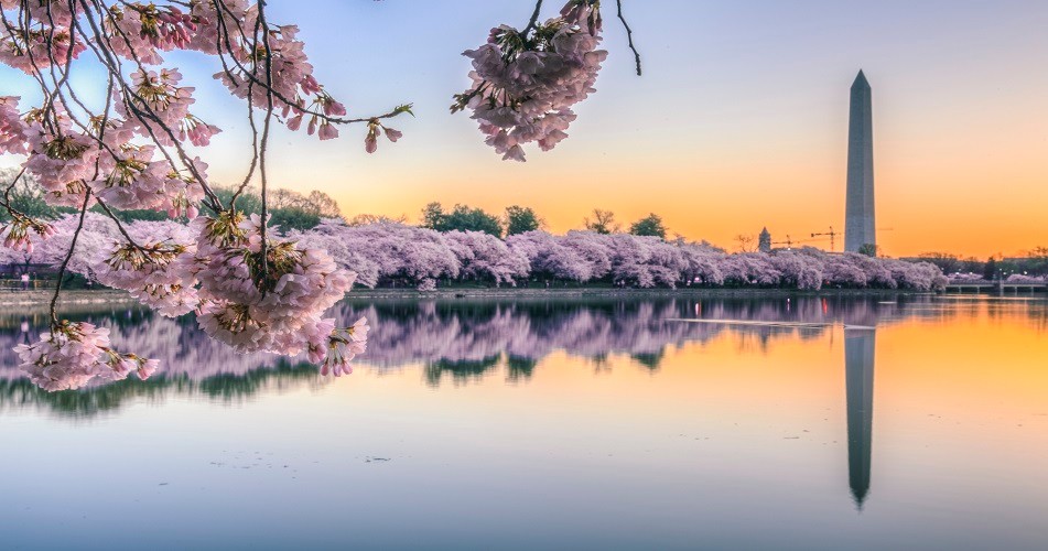 Picture of pink blossom by a lake