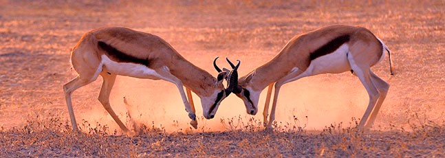Picture of 2 antelopes 
