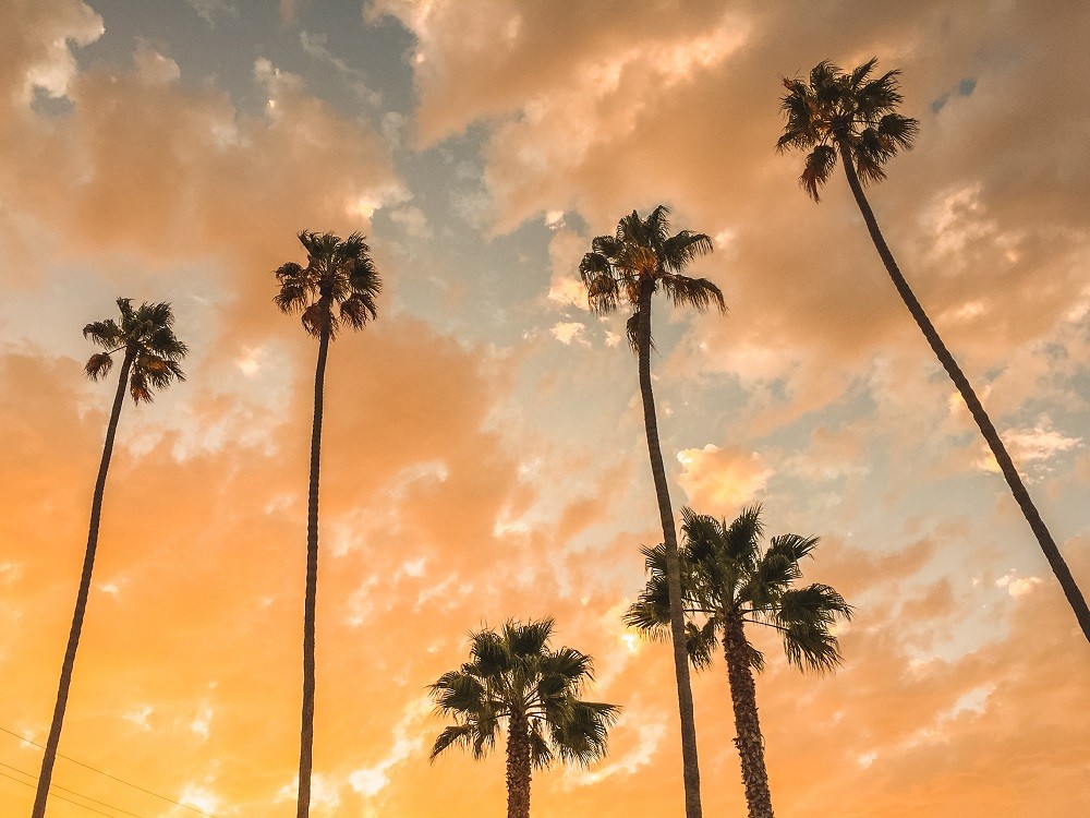 Picture of palm trees in sunset 