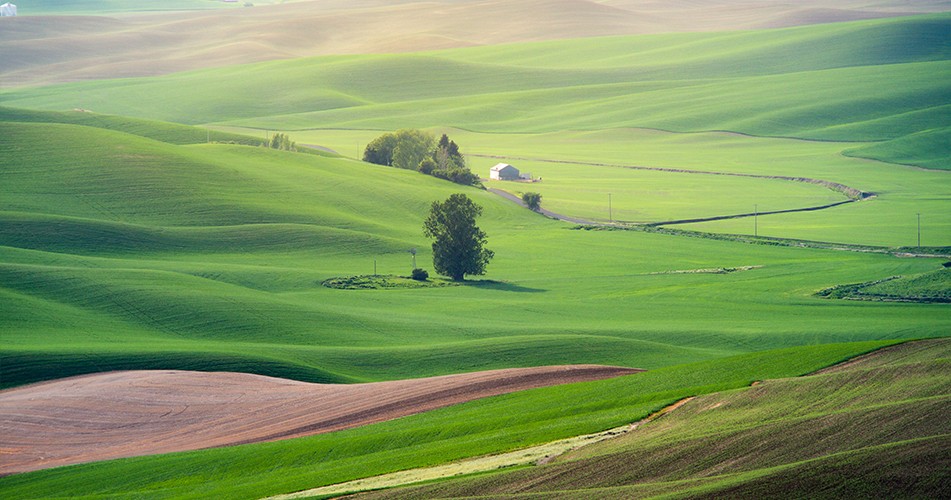 Picture of green fields
