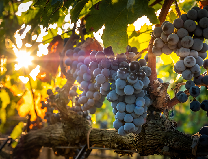 grapes at vinyard