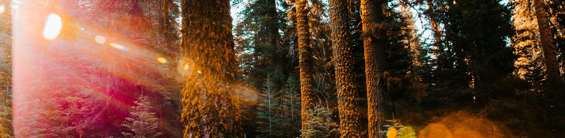 Evergreen forest with sun rays shining through from the left