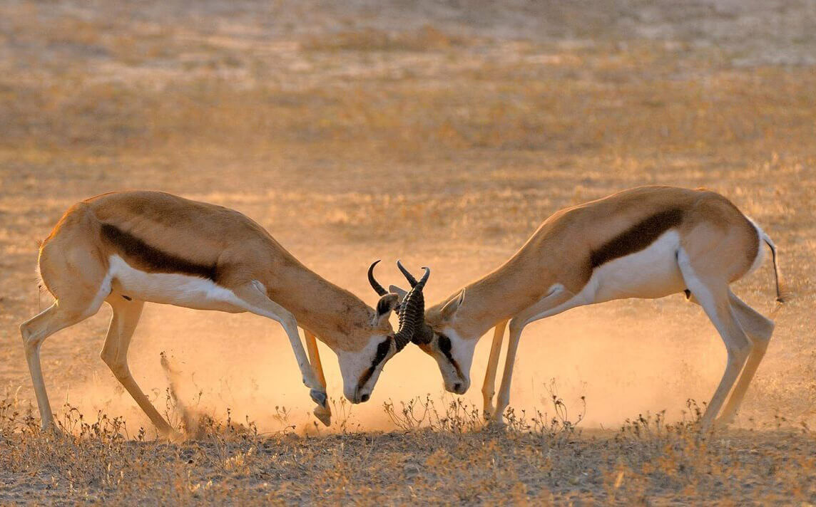 Picture of antelopes hooking horns 