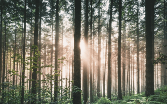 sun through the forest trees